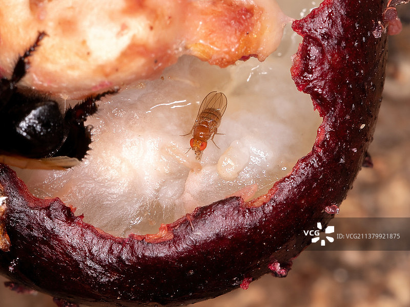 果蝇特写，巴西图片素材