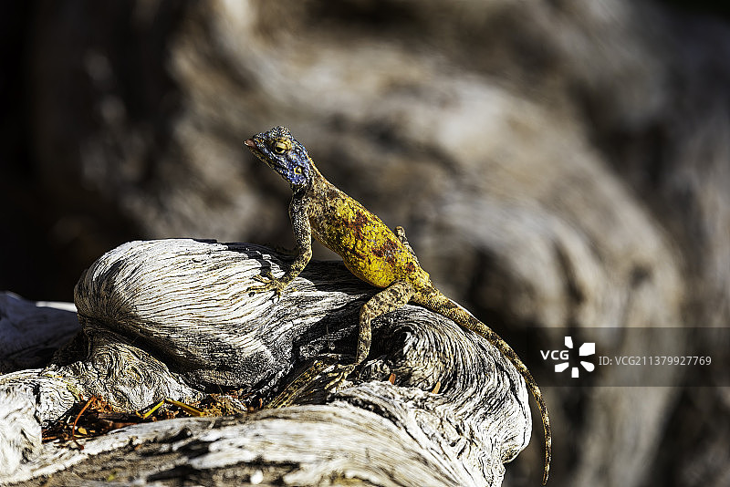 岩石上的蜥蜴特写，纳米比亚图片素材