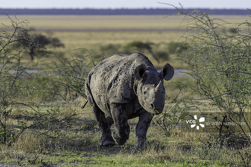 黑犀牛在田野上行走的后视图图片素材