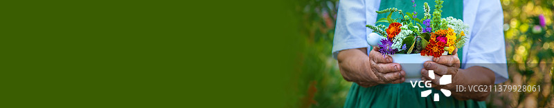 女人采集药草和鲜花，选择性聚焦图片素材