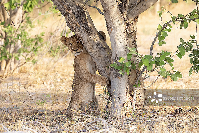 树干上的小猎豹图片素材