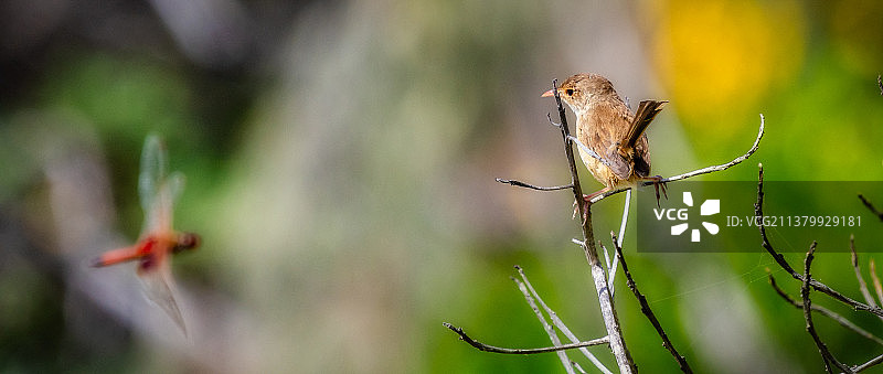 栖息在植物上的鸣禽松雀特写，澳大利亚昆士兰州库伦海滩图片素材