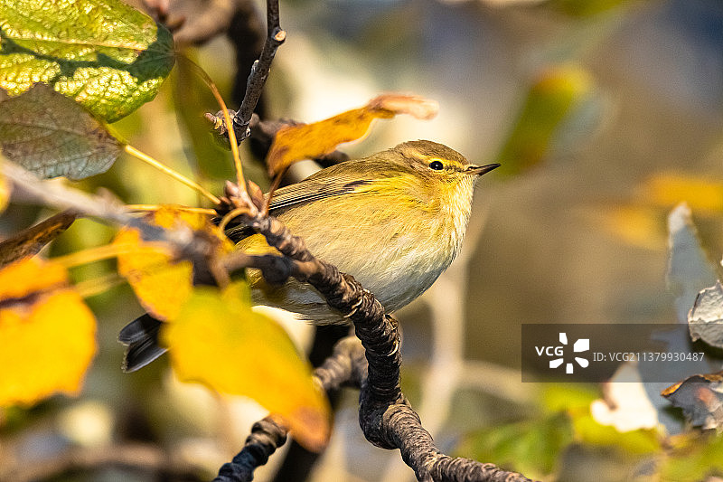 西部博内利旋木莺特写，鸣禽栖息在树枝上，法国图片素材