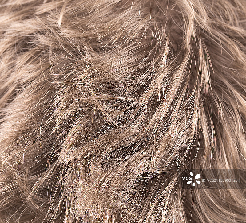 美丽的金色头发，动物特写，摩尔多瓦图片素材