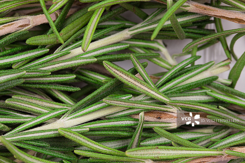 迷迭香草本植物特写，摩尔多瓦图片素材