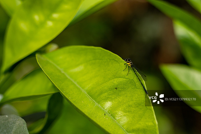 柠檬树的柠檬绿叶和五片芳香花瓣，孟加拉国图片素材