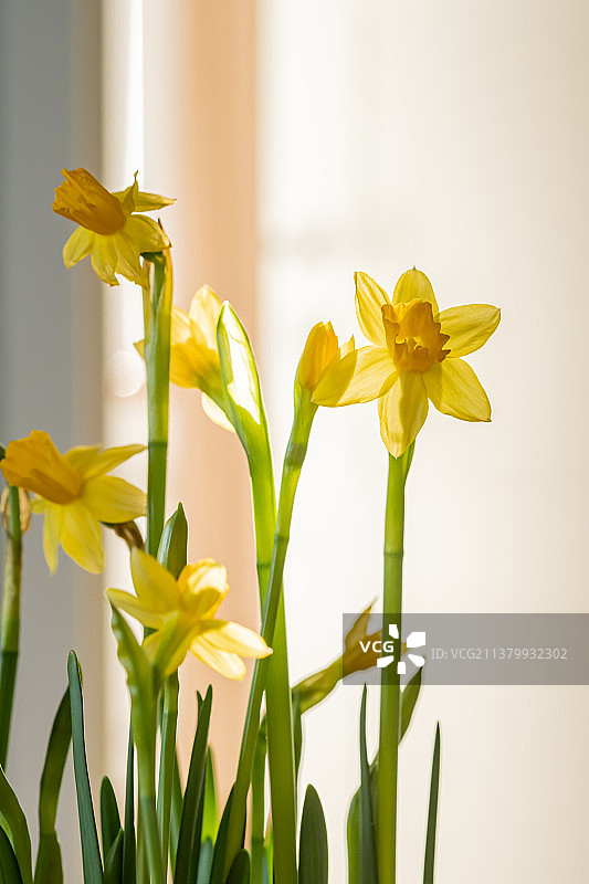 模糊背景上的黄色水仙花图片素材