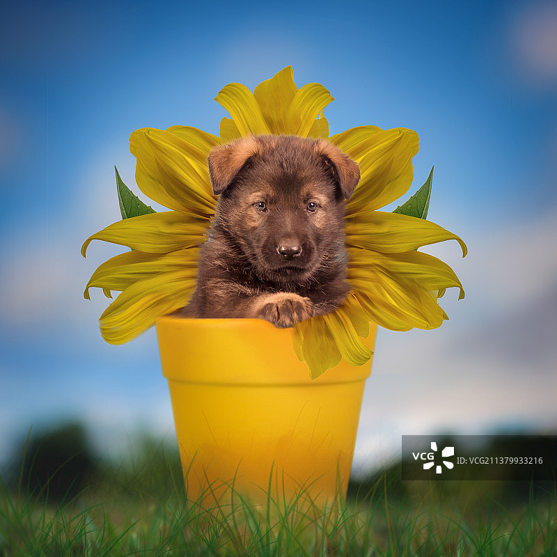 黄色水桶里的黄狗肖像图片素材