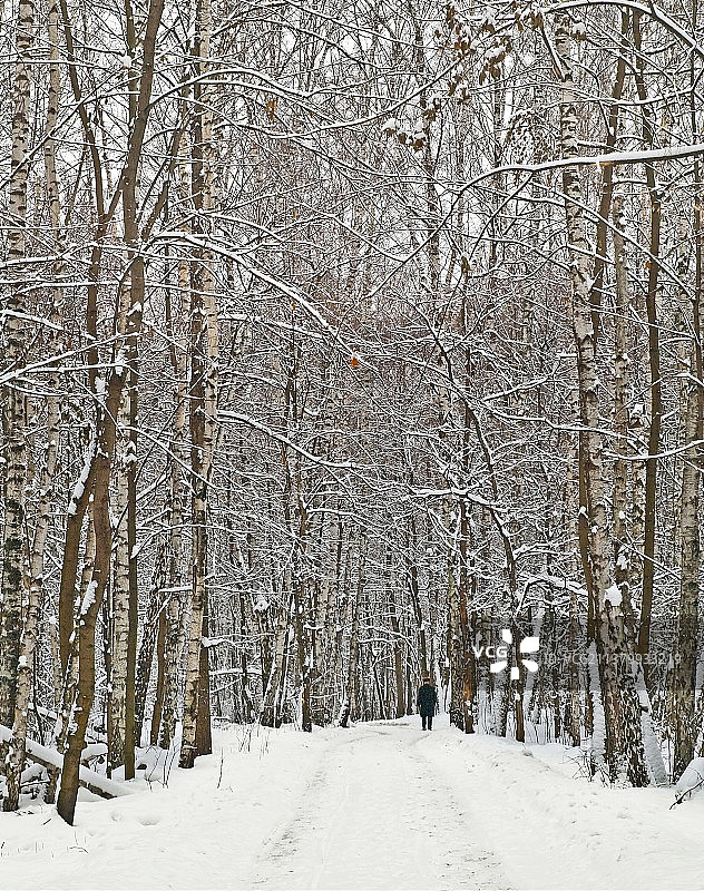 雪地树木照片图片素材