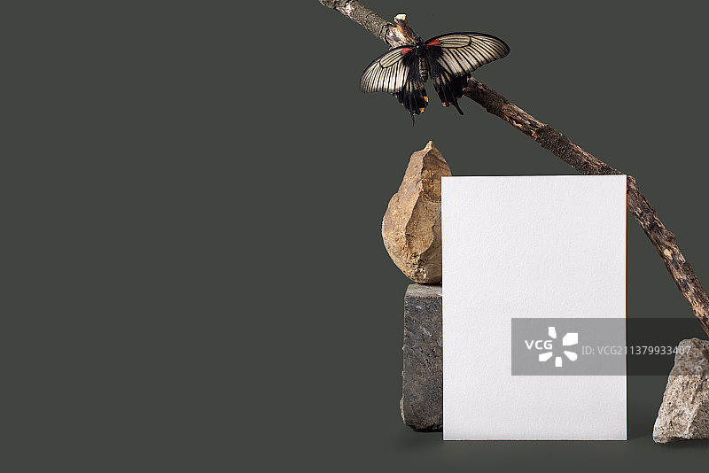 绿色背景上的复古风蝴蝶白色明信片图片素材