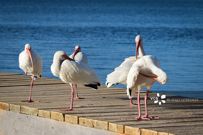 美国佛罗里达群岛基拉戈码头边的一群宜必思鸟图片素材