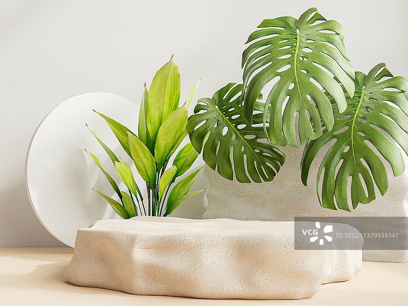 白色背景下桌子上盆栽植物特写，阿尔及利亚奥兰图片素材