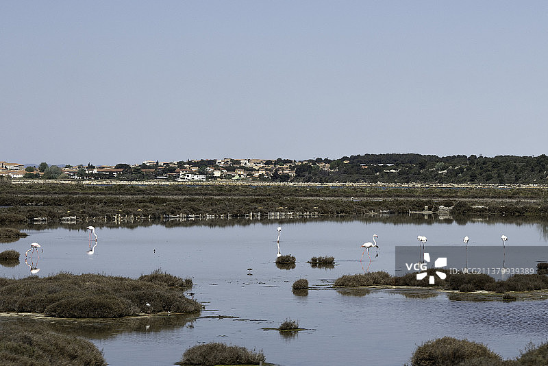 法国马赛卡马格的粉红火烈鸟图片素材