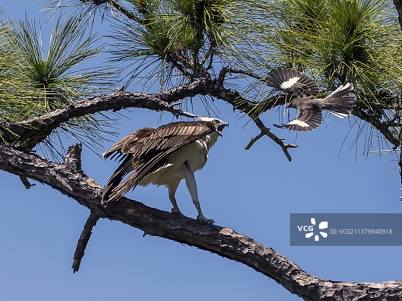 鹗与嘲鸟图片素材