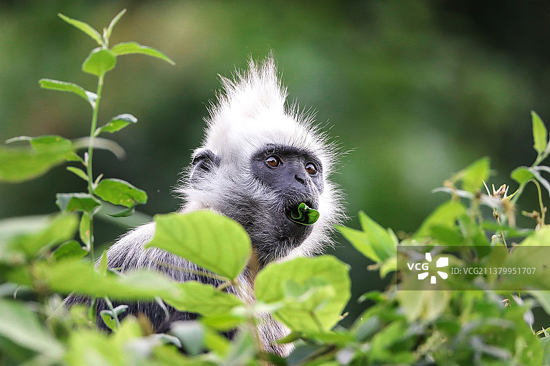 绿色食品图片素材