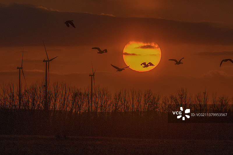 夕阳归雁图片素材