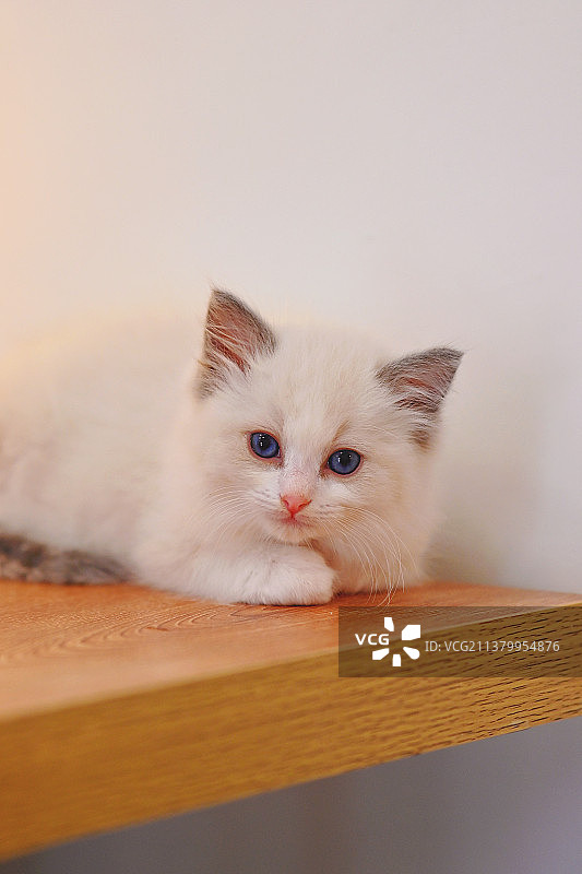 布偶小宝宝图片素材