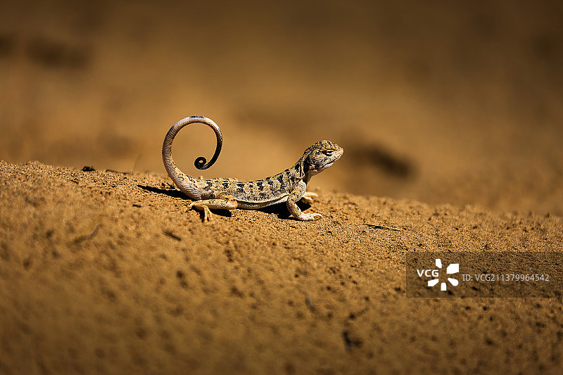沙漠里的小生灵图片素材