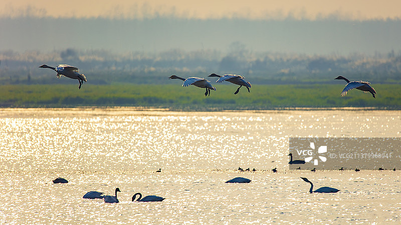 天鹅 候鸟 禽类 飞羽 野生动物 洞庭湖 南洞庭图片素材