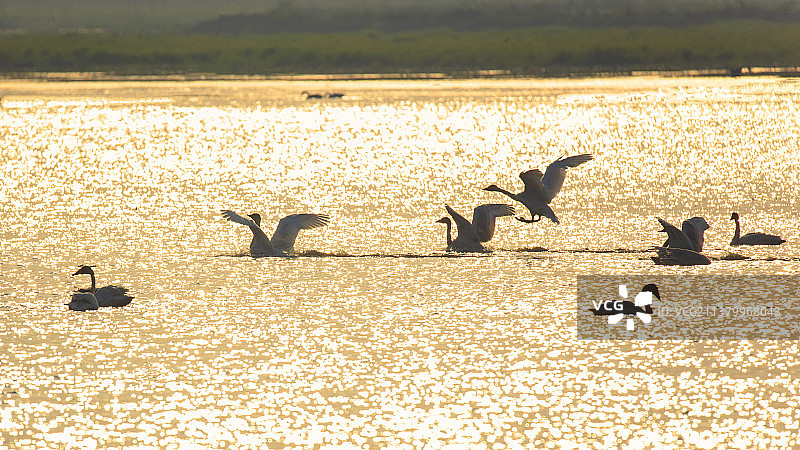 天鹅 候鸟 禽类 飞羽 野生动物 洞庭湖 南洞庭图片素材