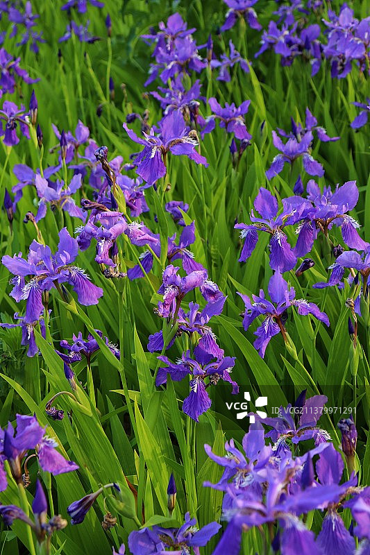 紫鸢尾花丛植物野外特写图片素材