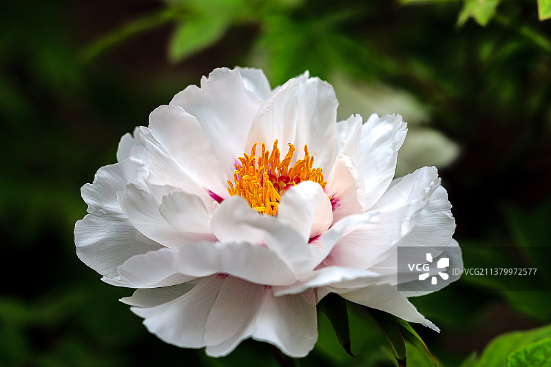 白牡丹图片素材