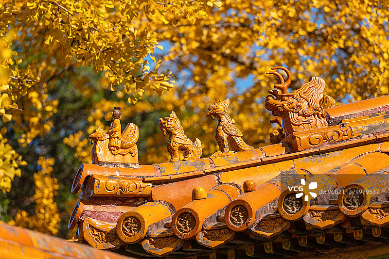 秋天故宫延禧宫的金色银杏迷人图片素材