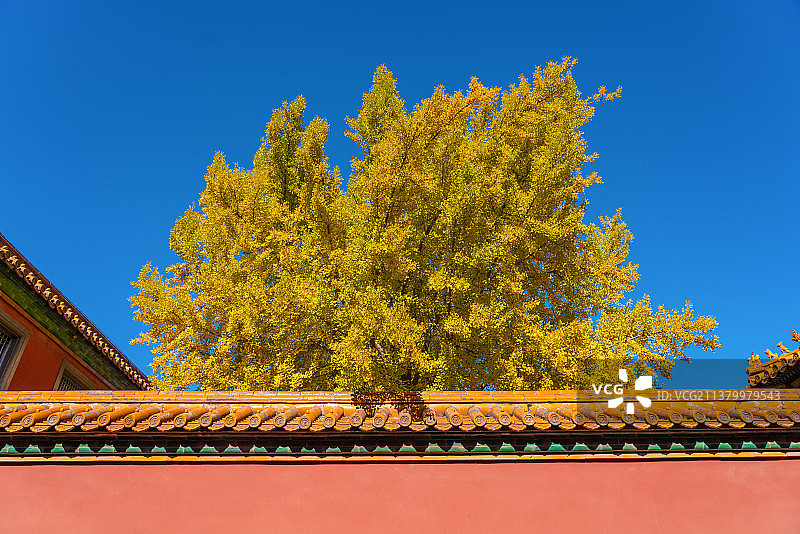 秋天故宫延禧宫的金色银杏迷人图片素材