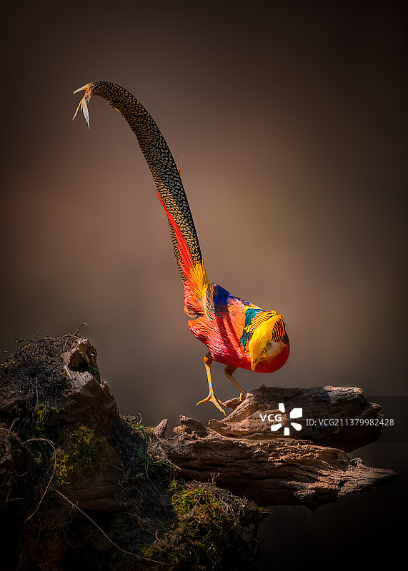 “骄傲”红腹锦鸡图片素材