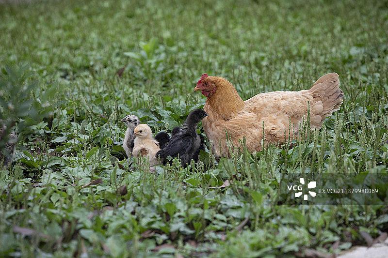 生态养殖母鸡与雏鸡图片素材