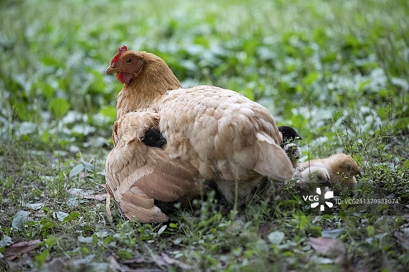 生态养殖母鸡与雏鸡图片素材