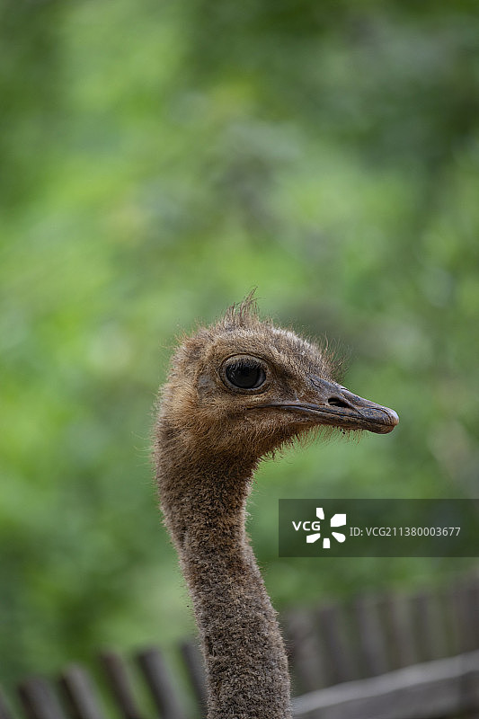 鸵鸟头部特写图片素材