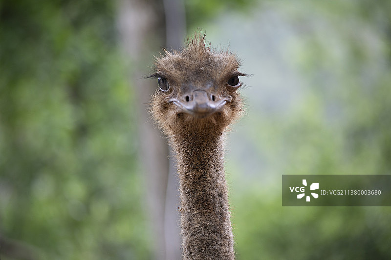 鸵鸟头部特写图片素材