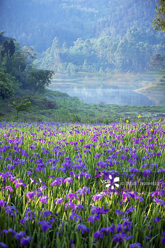 隆昌市古宇湖的晨曦和鸢尾花海图片素材