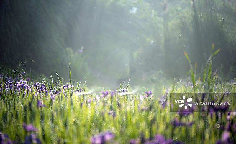 隆昌市古宇湖的晨曦和鸢尾花海图片素材