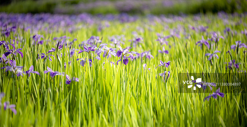 隆昌市古宇湖的晨曦和鸢尾花海图片素材