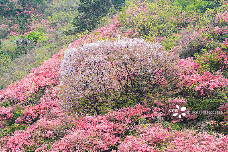 湖北武汉黄陂木兰云雾山春季风光图片素材