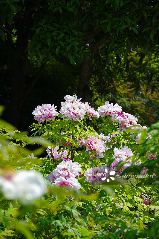湖北武汉东湖牡丹园初春风光图片素材