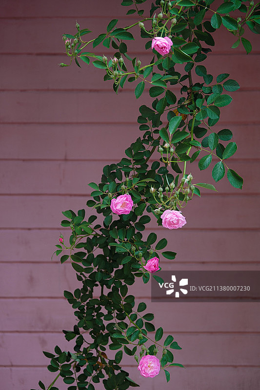 湖北武汉东湖风景区蔷薇花盛开图片素材