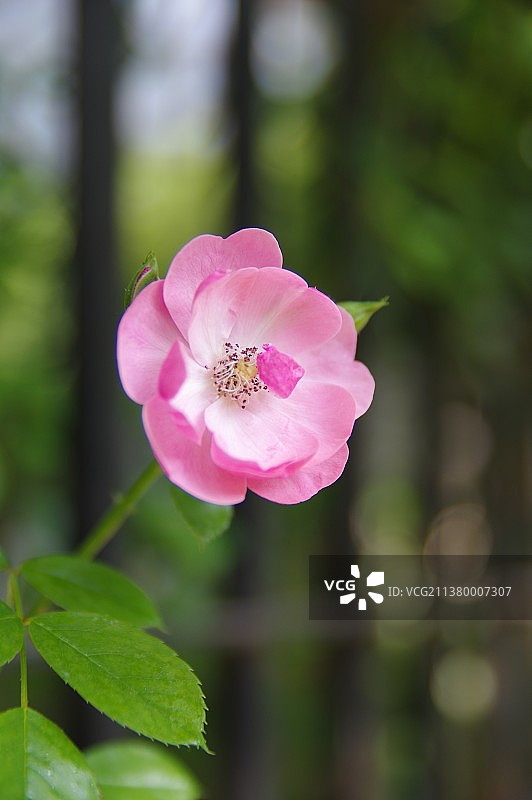 湖北武汉东湖风景区蔷薇花盛开图片素材