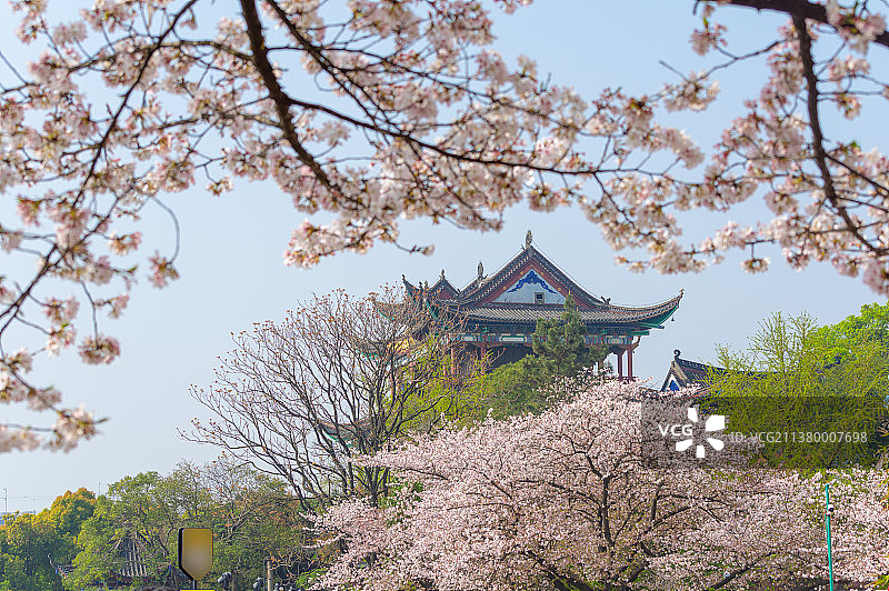 湖北武汉汉阳晴川阁景区樱花盛开图片素材