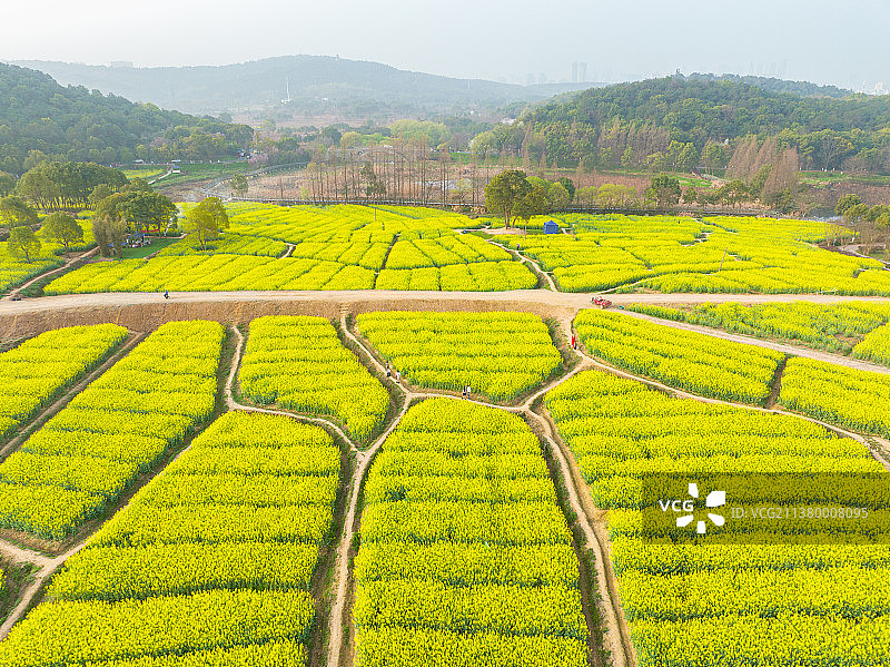 湖北武汉东湖森林公园春季油菜花海风光图片素材