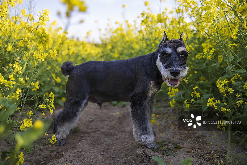 迷你雪纳瑞犬图片素材