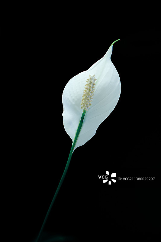 苞叶芋图片素材