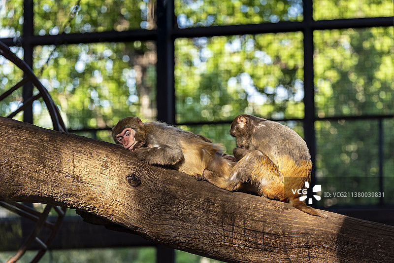 北京动物园猴山相互理毛的一对猕猴图片素材