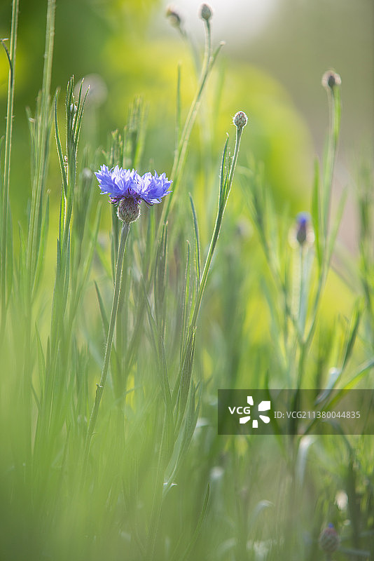 矢车菊图片素材