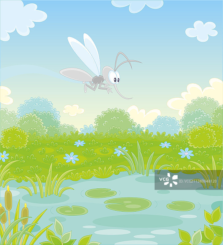 池塘上飞舞的灰色蚊子图片素材