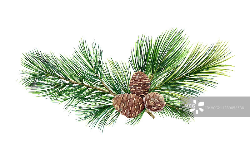 水彩绿云杉松果花环图片素材