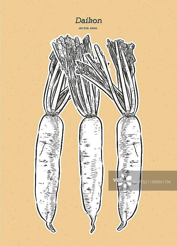 日本萝卜大根草图图片素材