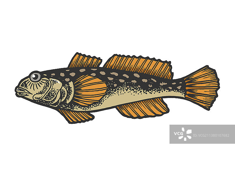 虾虎鱼彩色速写图片素材